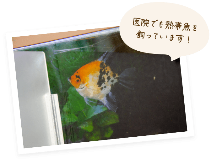医院で飼っている熱帯魚